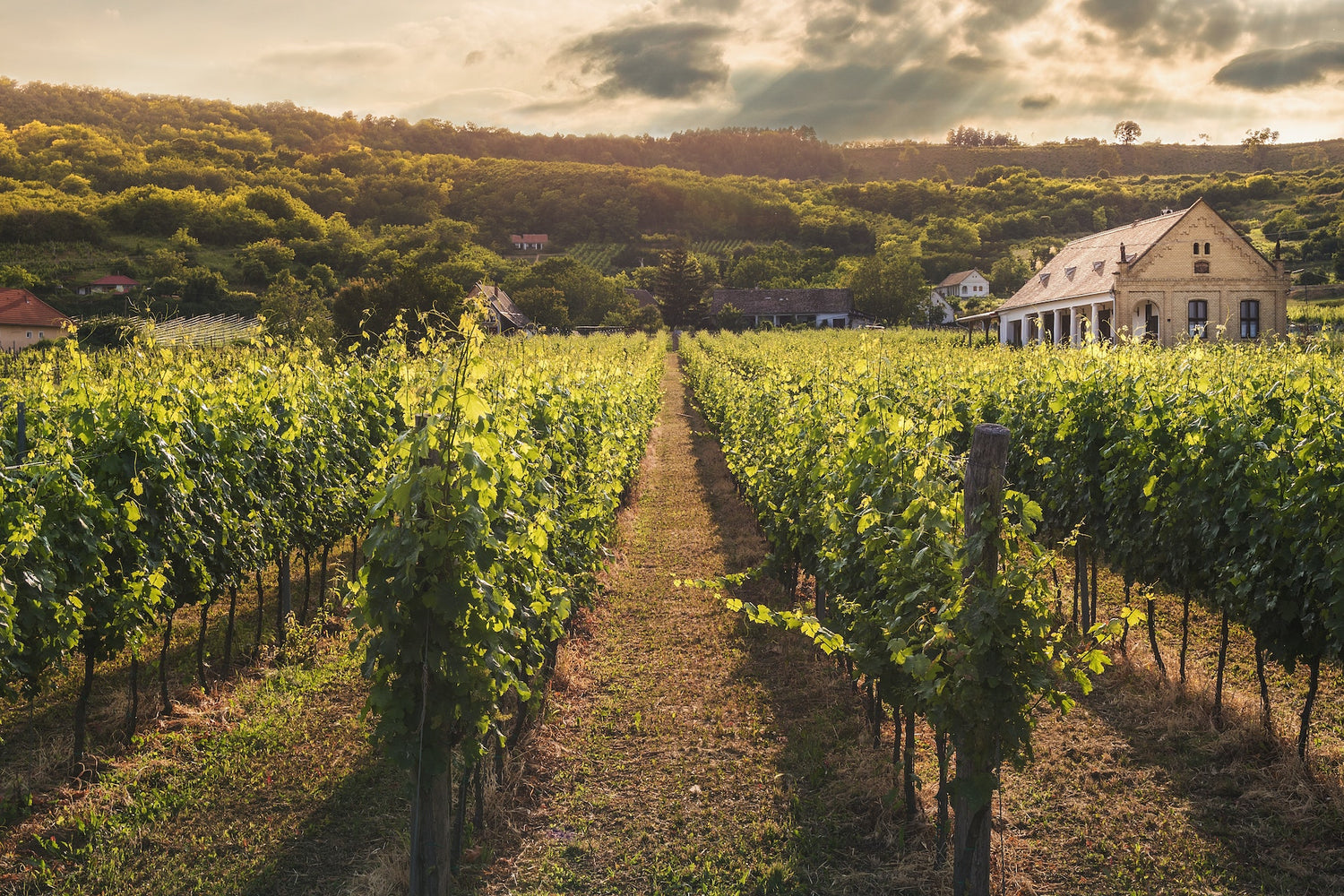 Orchard & Vineyard Trellis